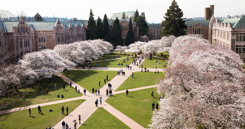 Cherry Blossoms in the Quad